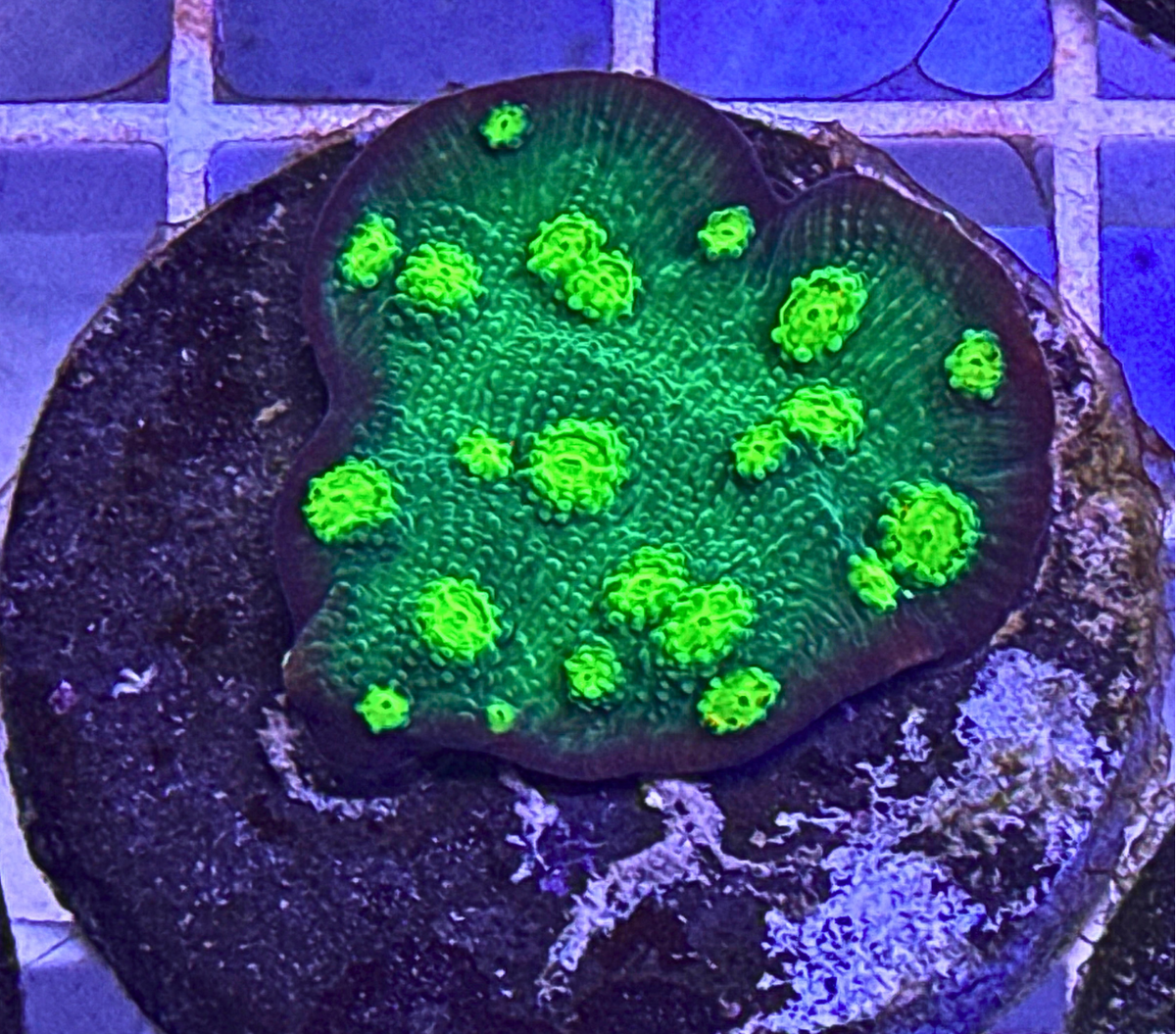 Hollywood Stunner Chalice Coral