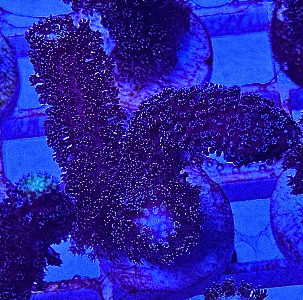 Blue Stylophora Coral