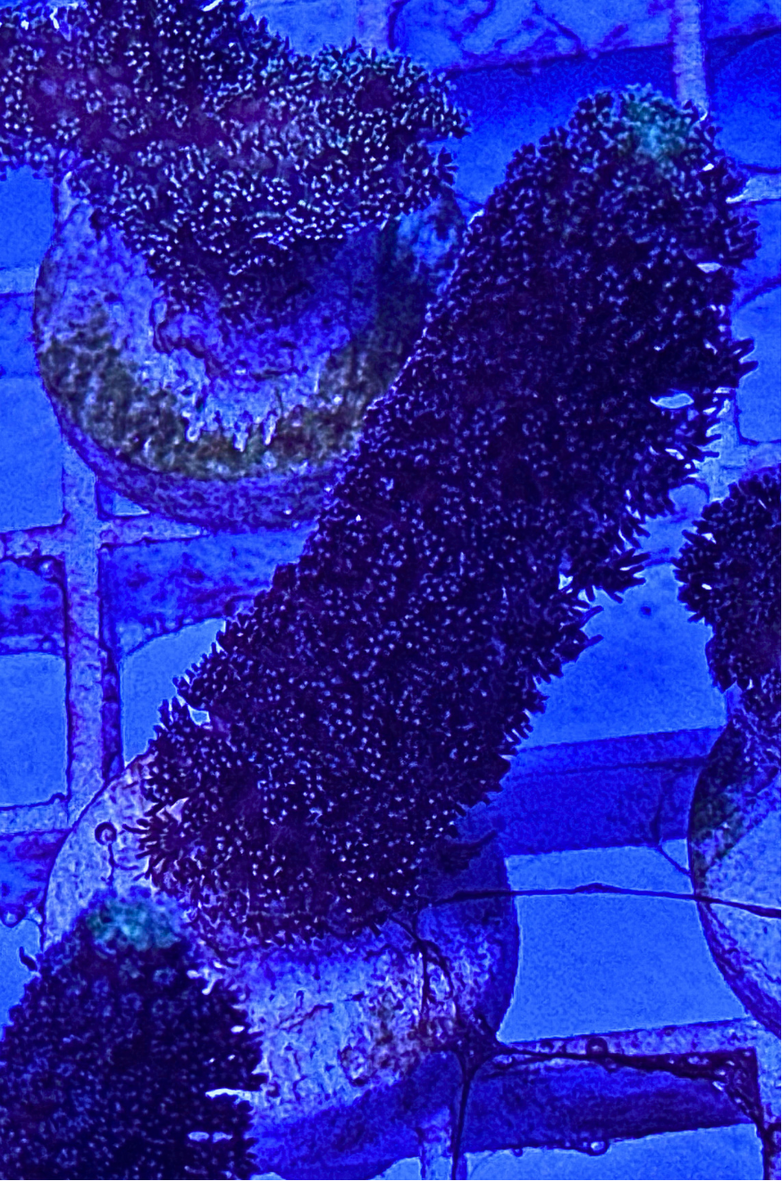 Blue Stylophora Coral