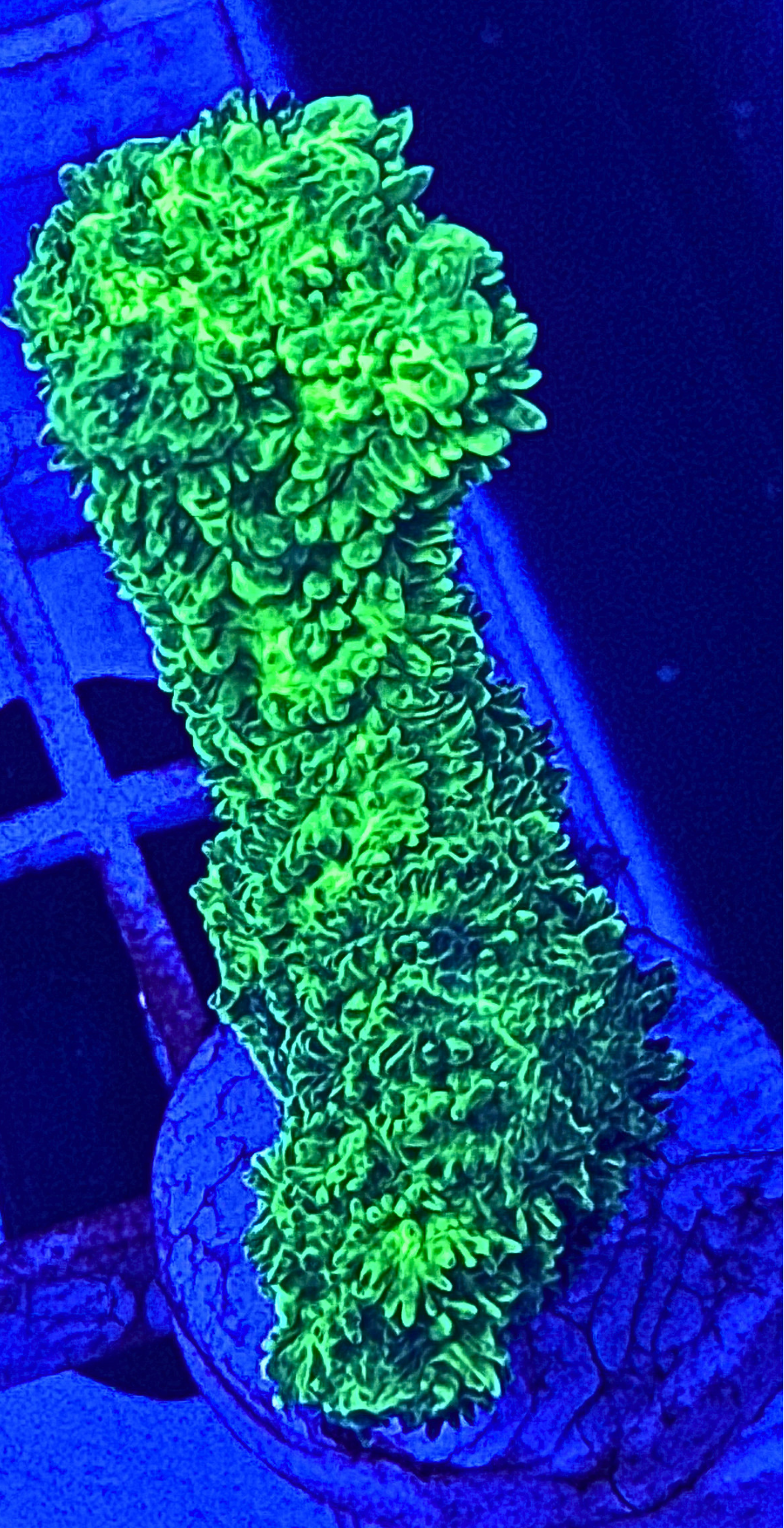 Neon Green Branching Hydnophora Coral