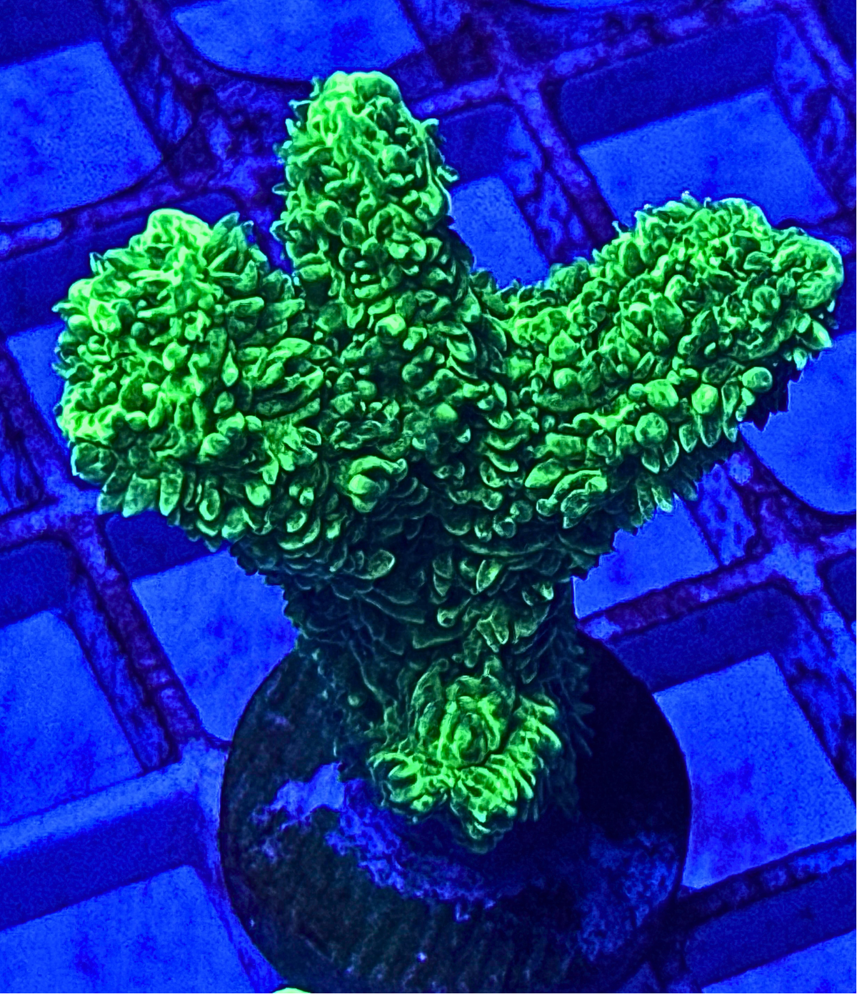 Neon Green Branching Hydnophora Coral