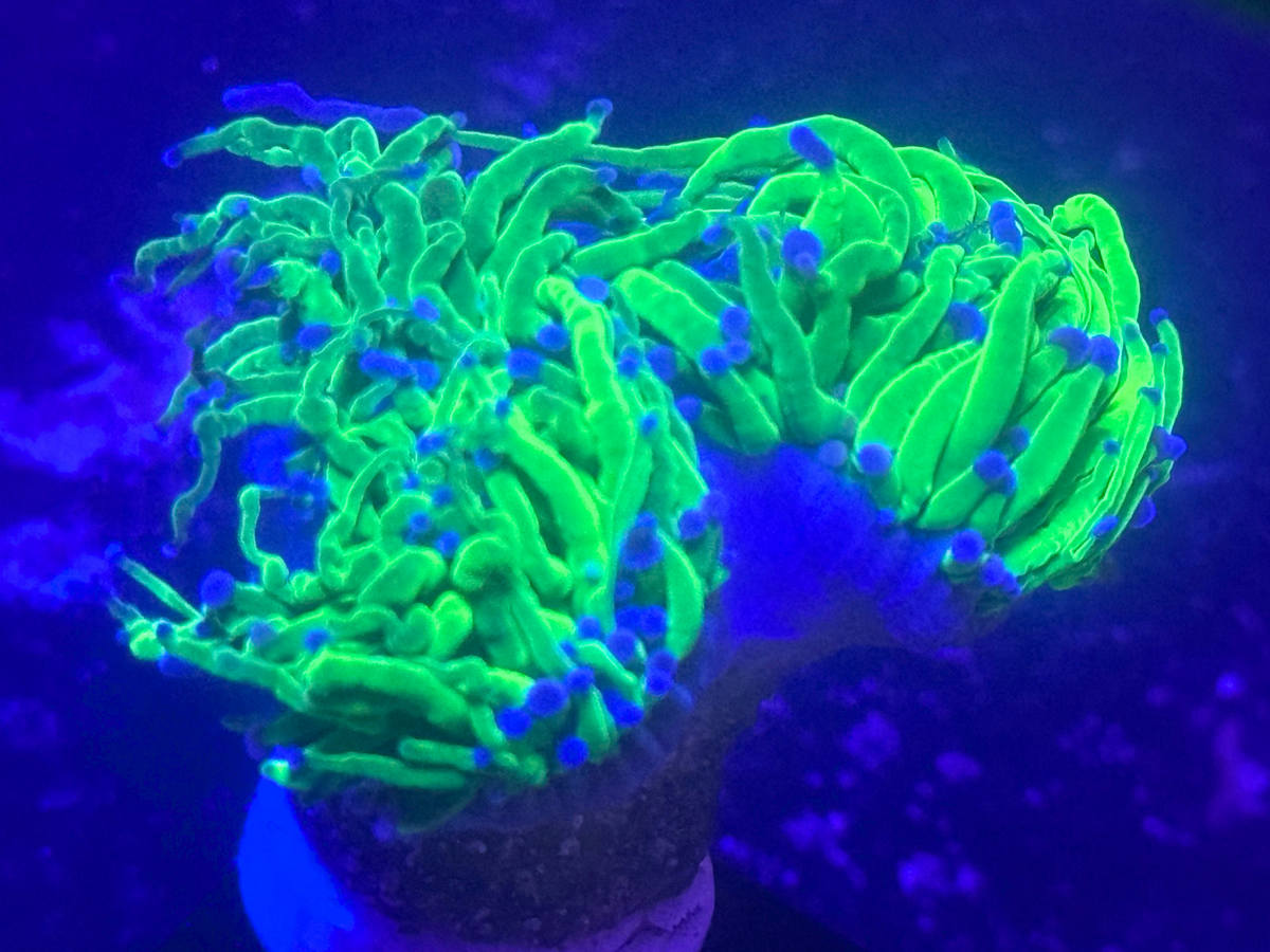 Ultra Green Torch Coral - 3 big heads
