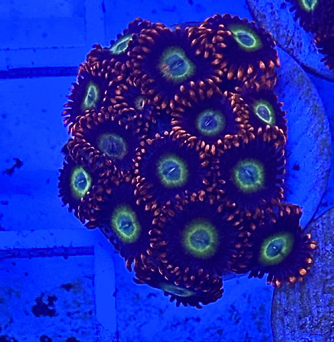 Circus Freaks Zoanthid Corals