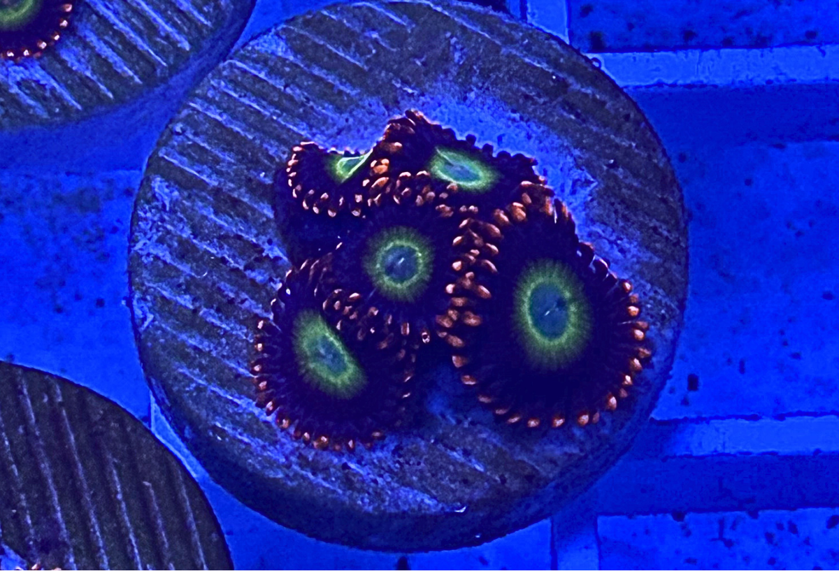 Circus Freaks Zoanthid Corals