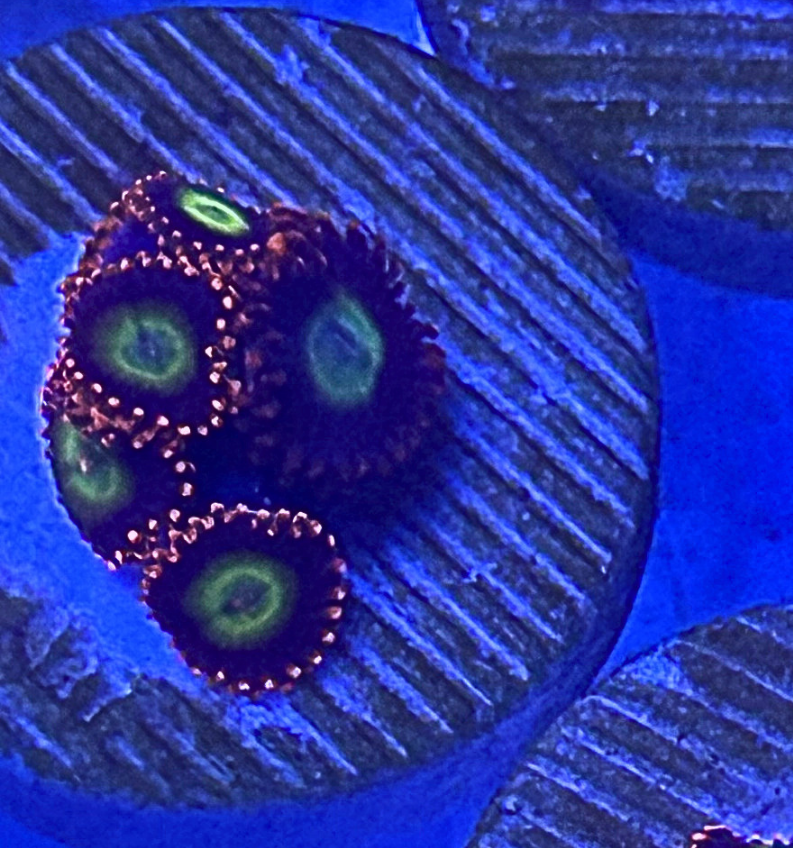 Circus Freak Zoanthid Corals