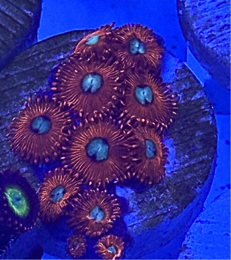 Charmander Zoanthids Coral