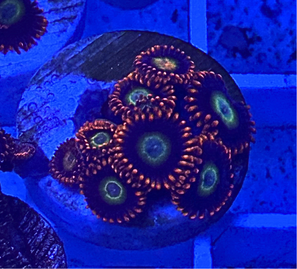Circus Freak Zoanthids Coral