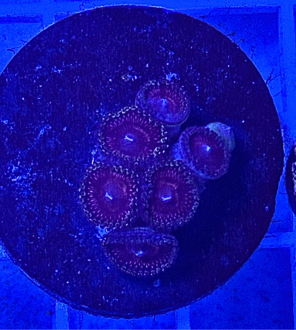 Nightcrawler Zoanthids Coral