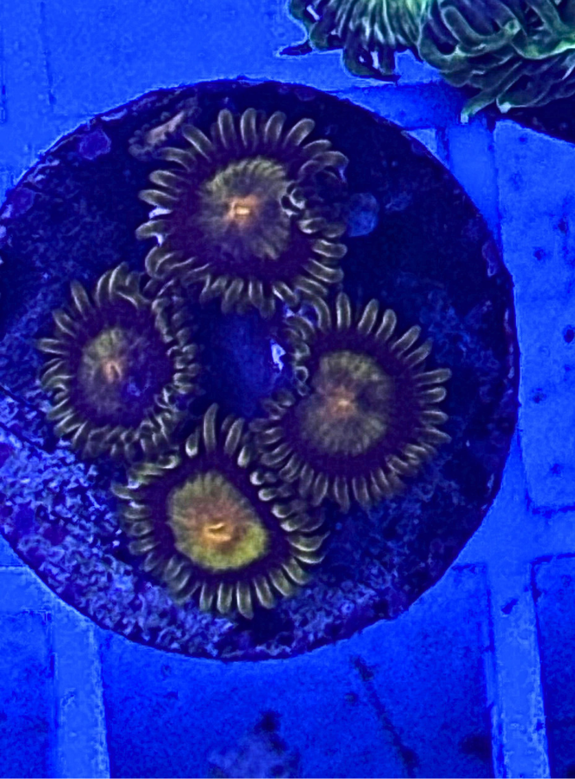 Scrambled Eggs Zoanthid Coral