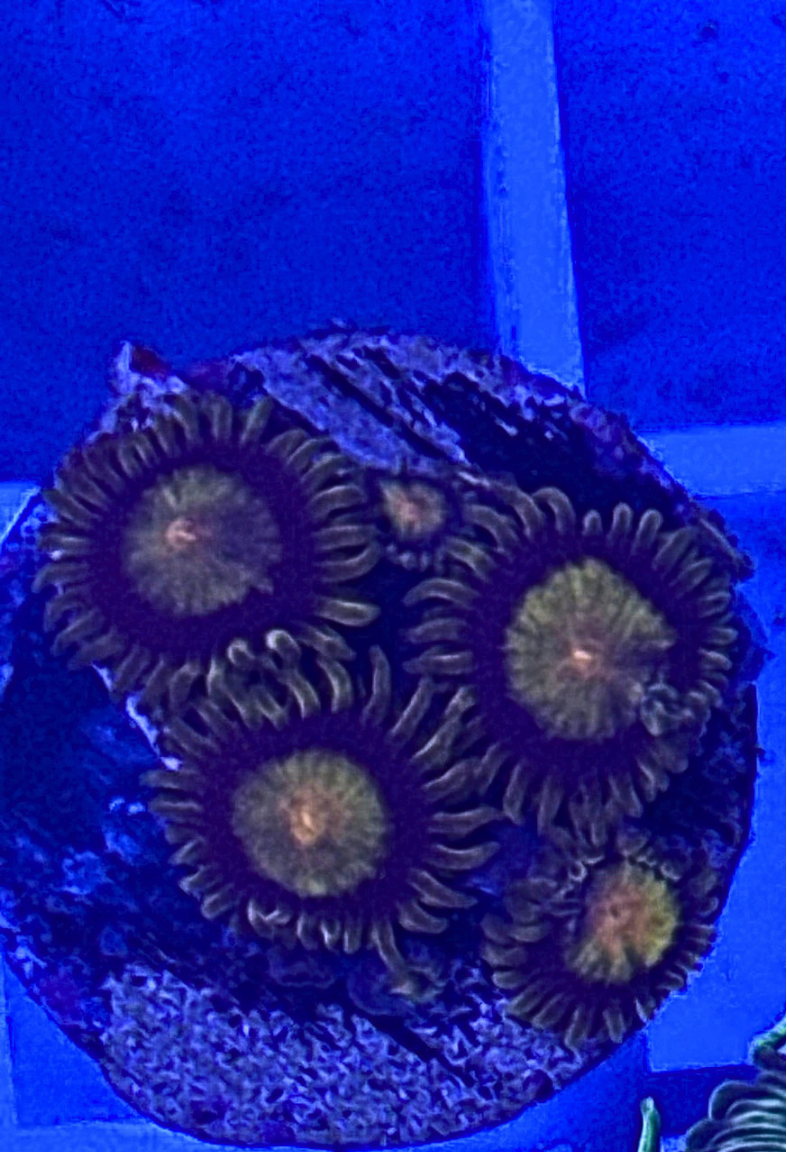 Scrambled Eggs Zoanthids