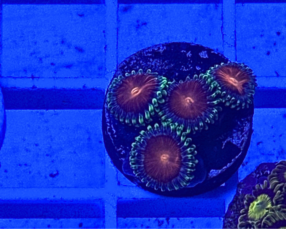 Yellow Brick Road Zoanthid
