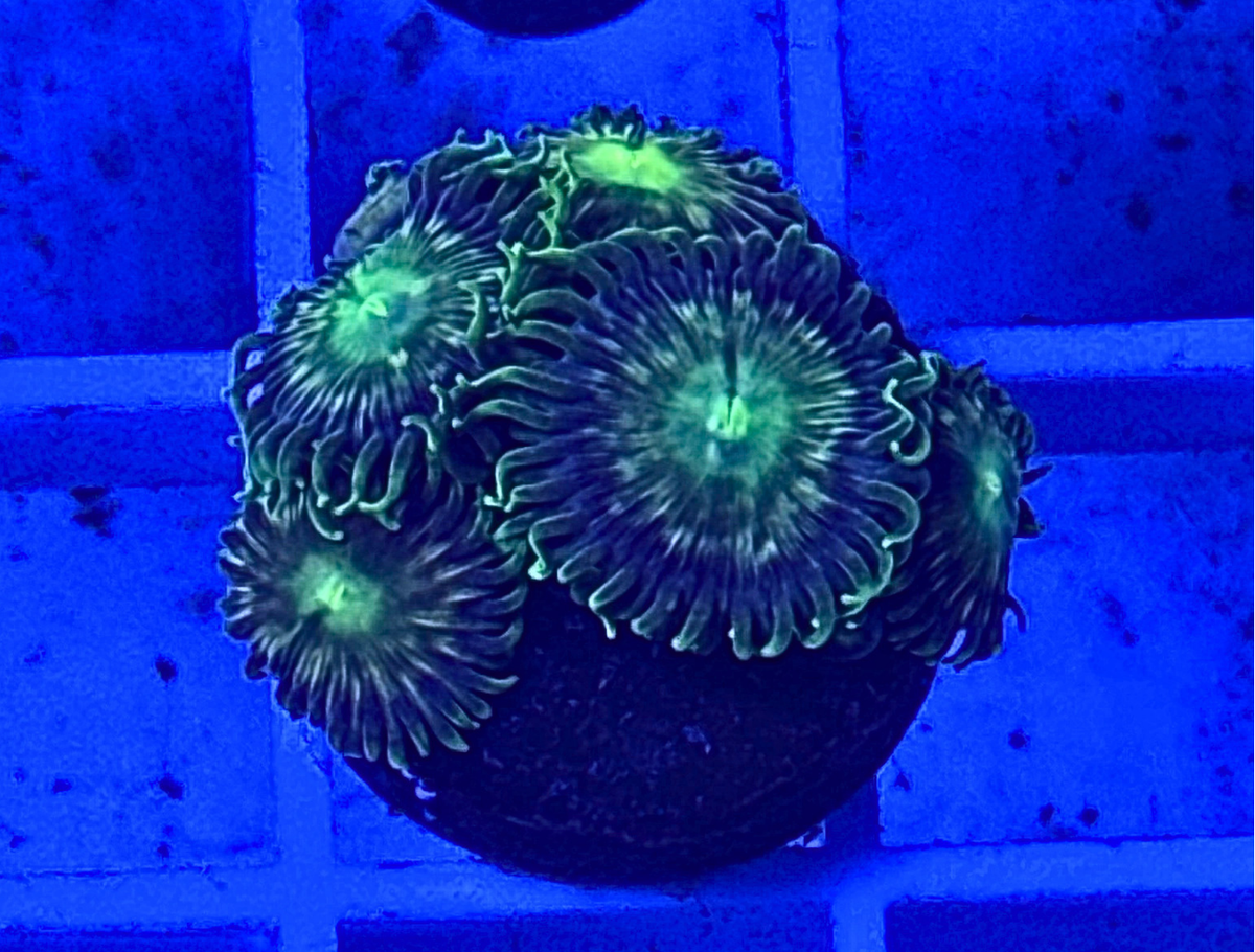 Emerald Eye Zoanthid