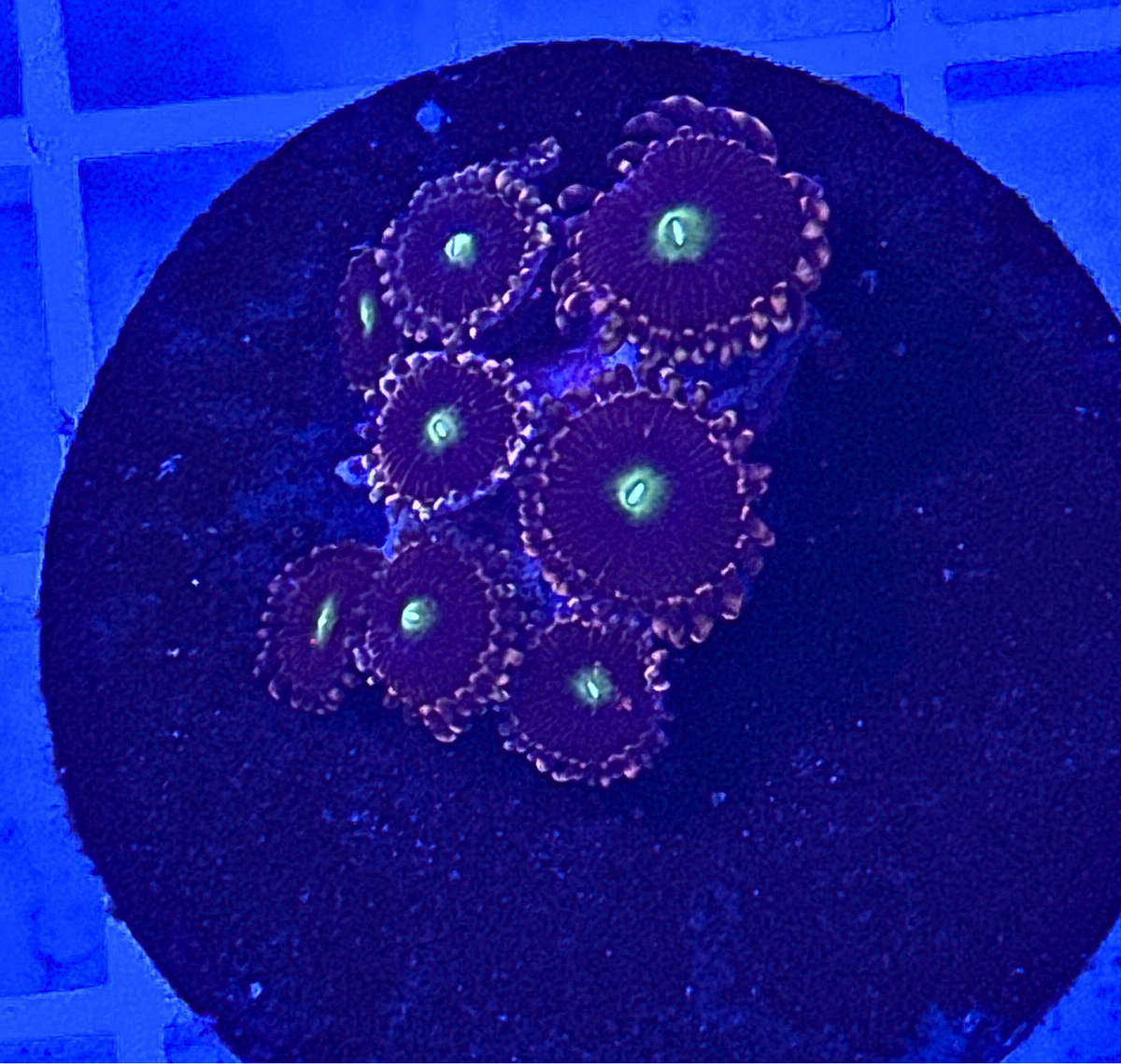 Anti Matter Zoanthids Coral