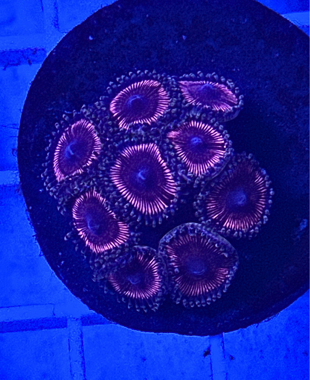 Armor of God Zoanthids Coral