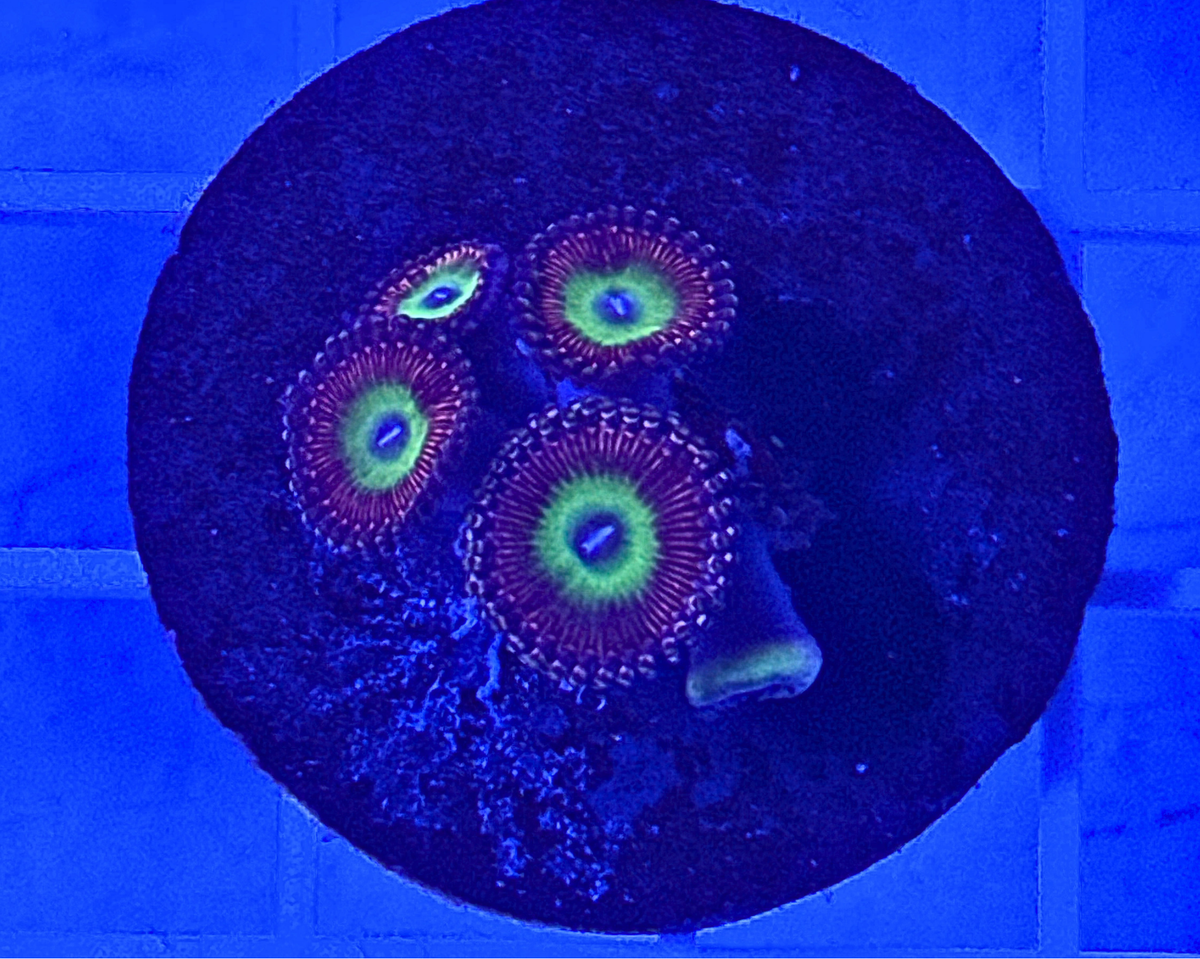 Chucky's Bride Zoanthid Coral