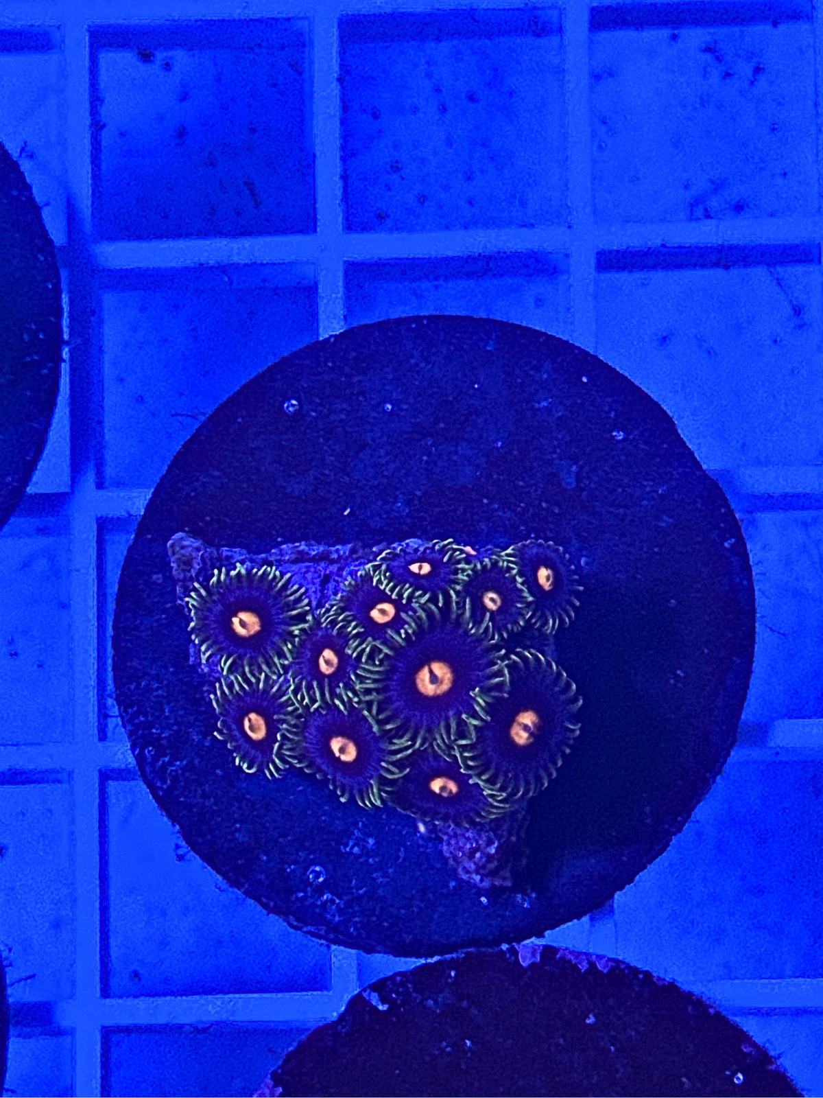 Mango Zoanthids Coral