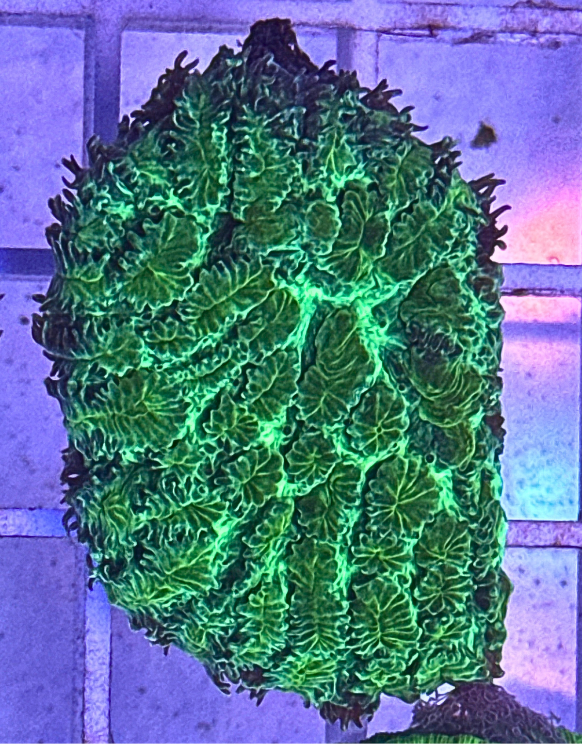 Green Encrusting Hydnophora Coral Frag