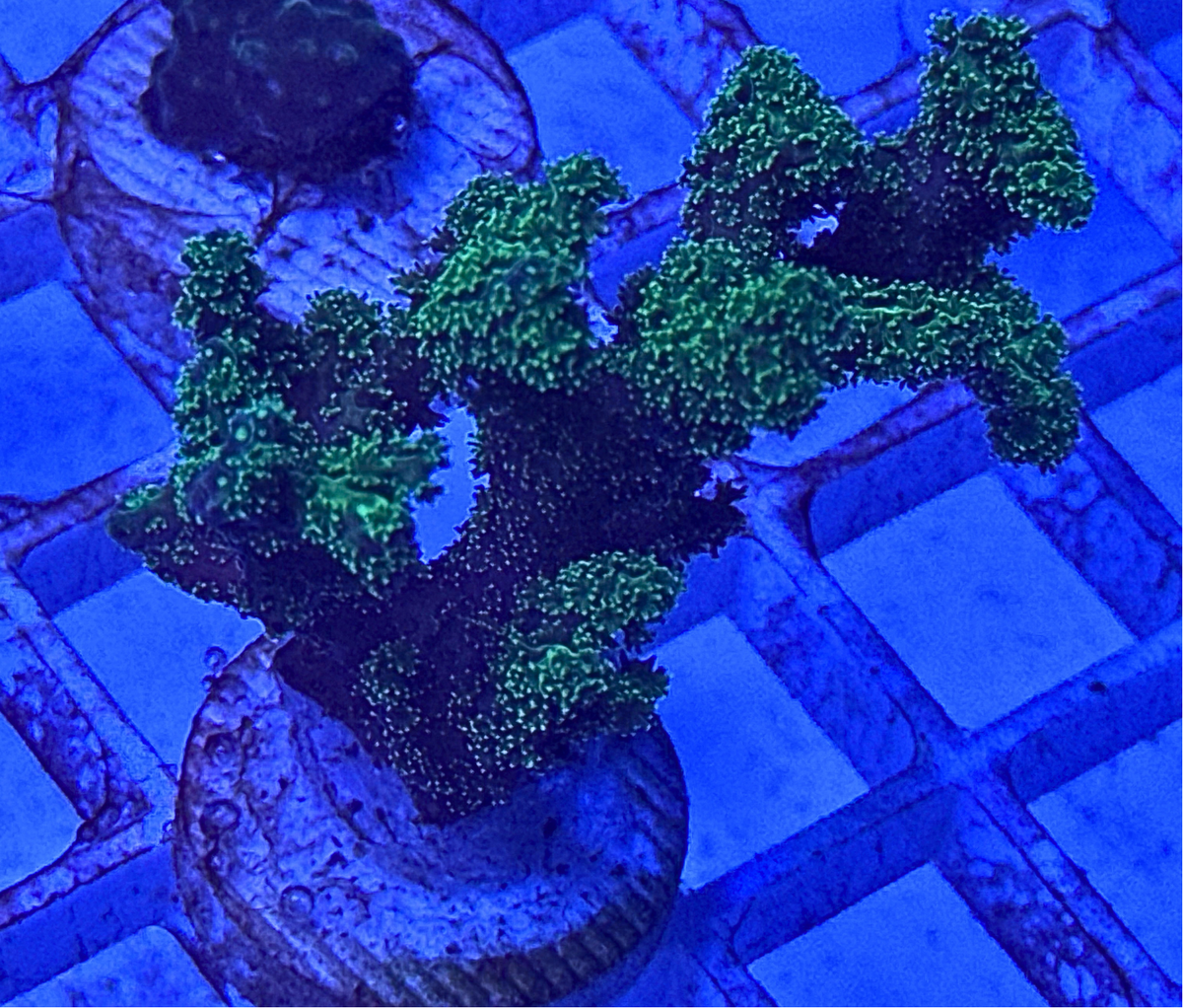 Green Birds Nest Coral Frag