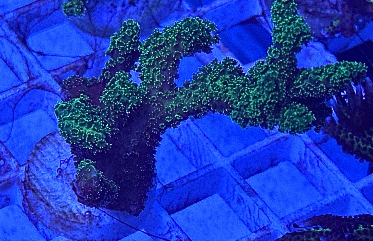 Green Birds Nest Coral Frag