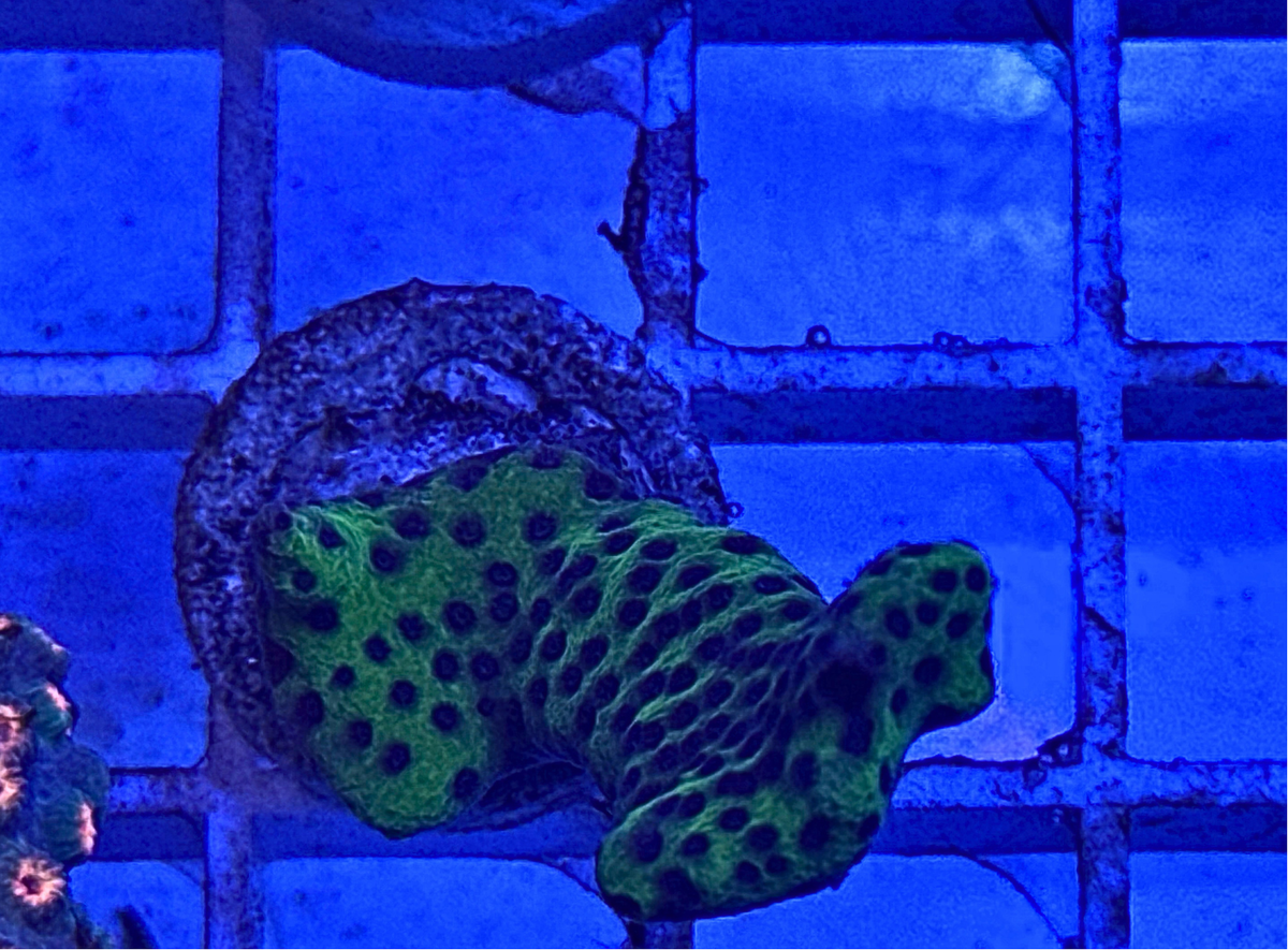 Green Spongodes Monipora Coral Frag