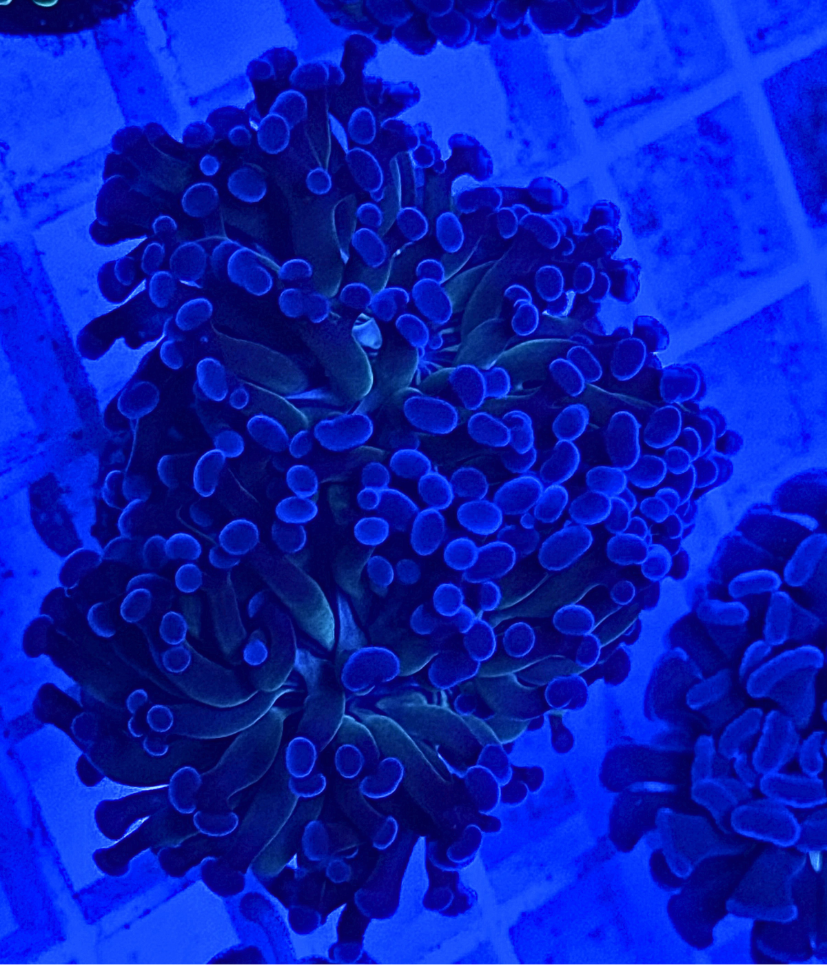 Bi Color Branching Hammer