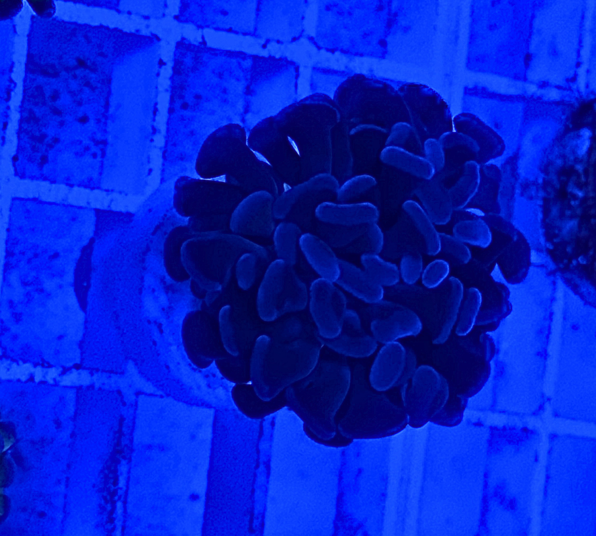 Purple Branching Hammer