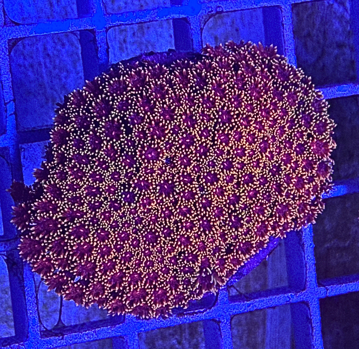 Rainbow Alveopora Coral – Premium LPS Coral