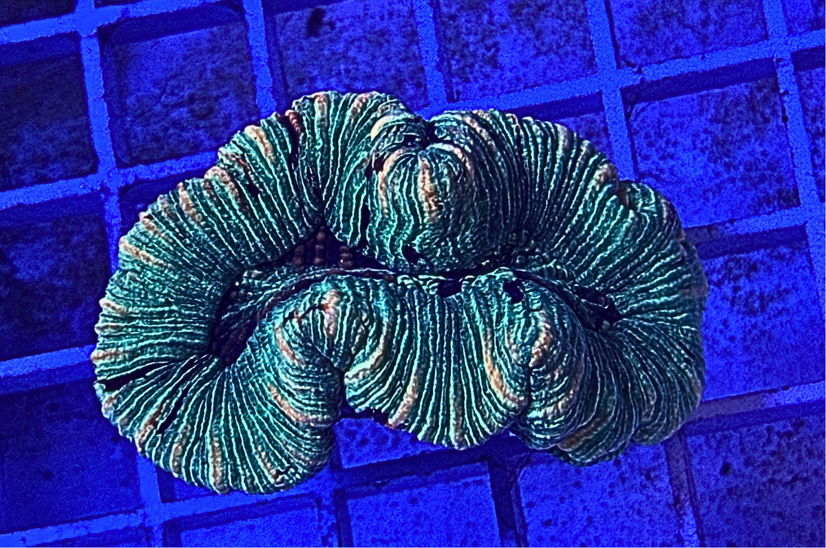Ultra Trachyphyllia Coral – Premium LPS Showpiece