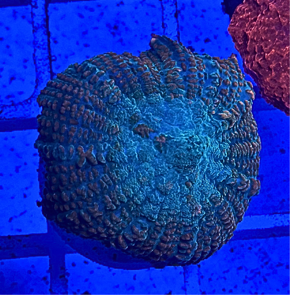 Tequila Sunrise Mushroom Coral