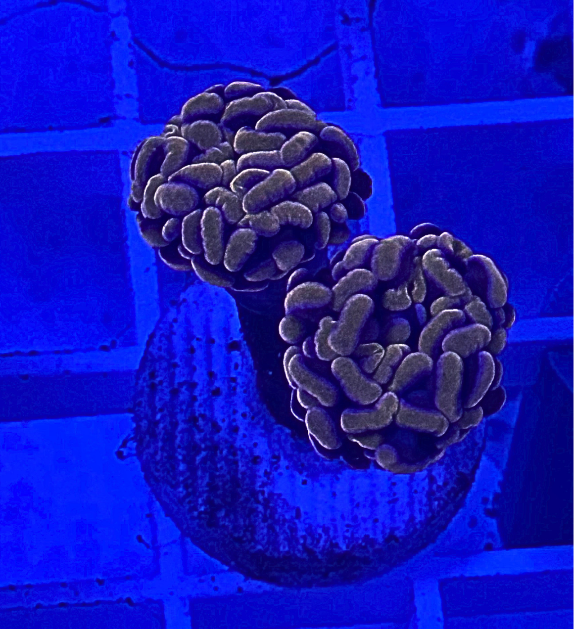 Peach Hammer Coral