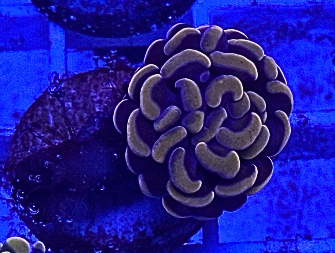 Peach Hammer Coral