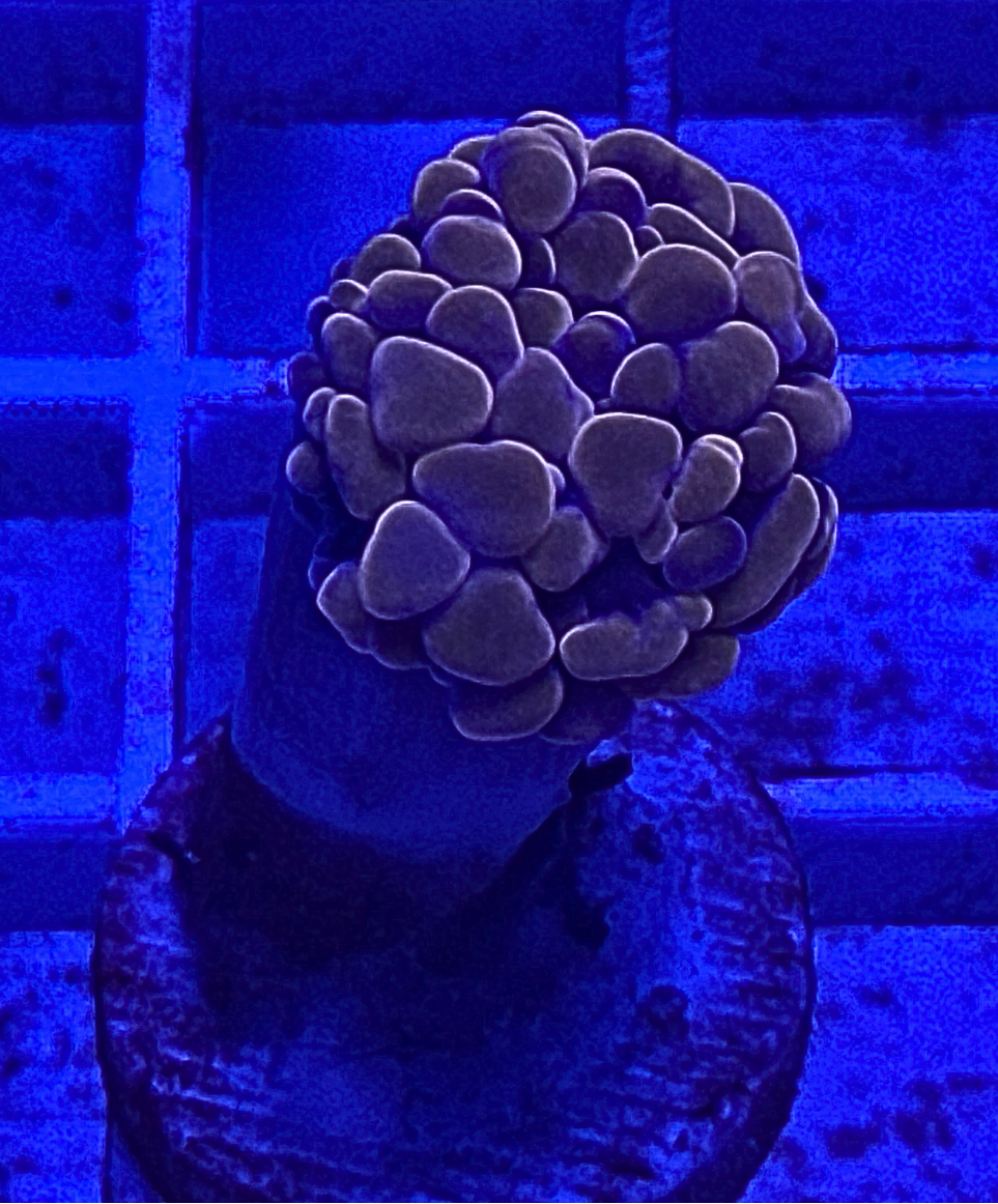 Peach Hammer Coral