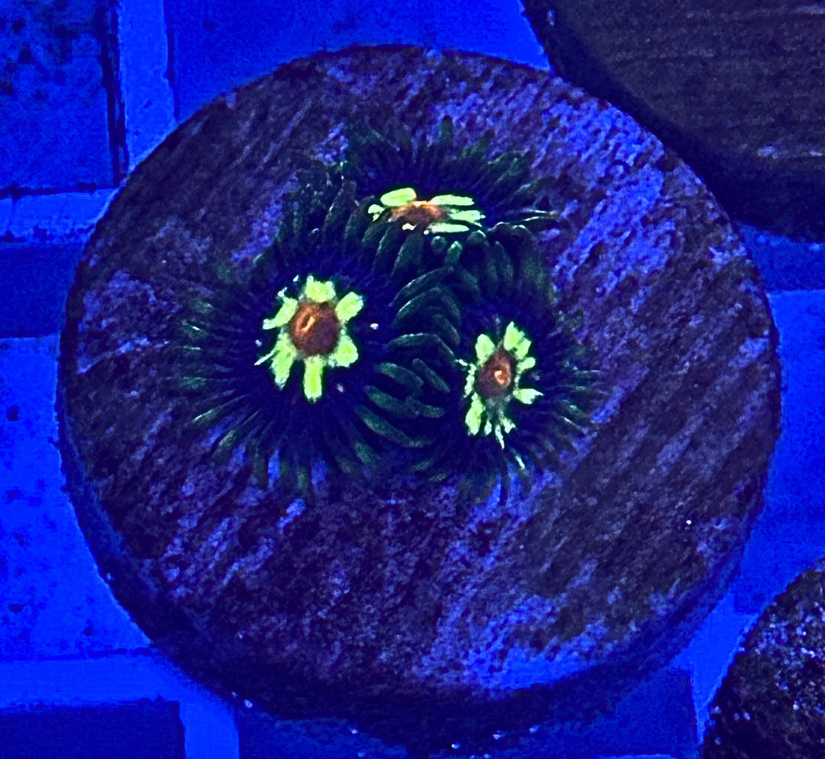 Daisy Cutter Zoa Coral