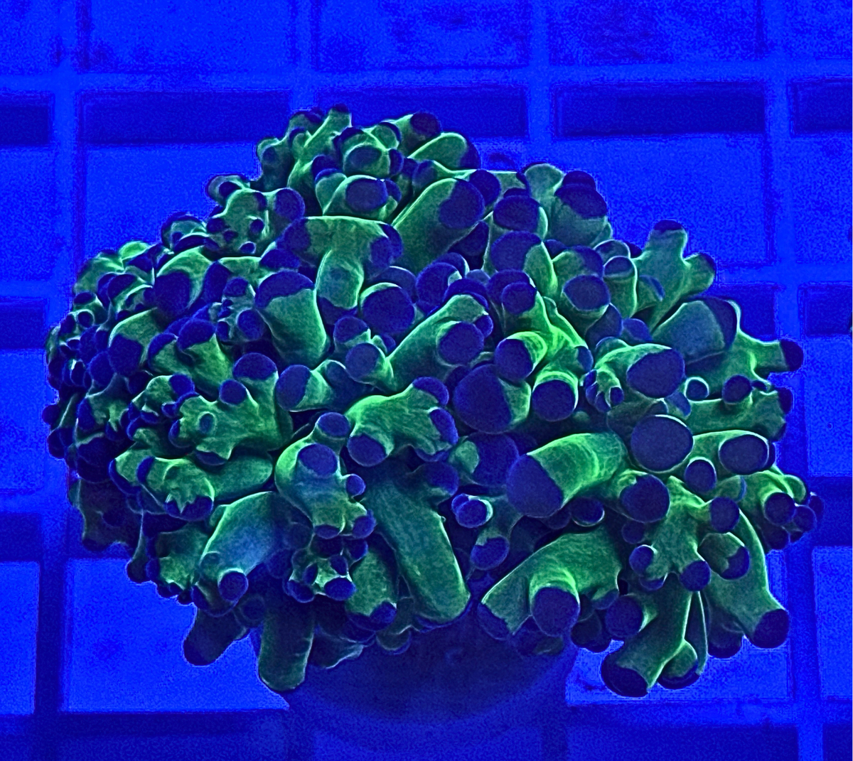 Bicolor Frogspawn Coral