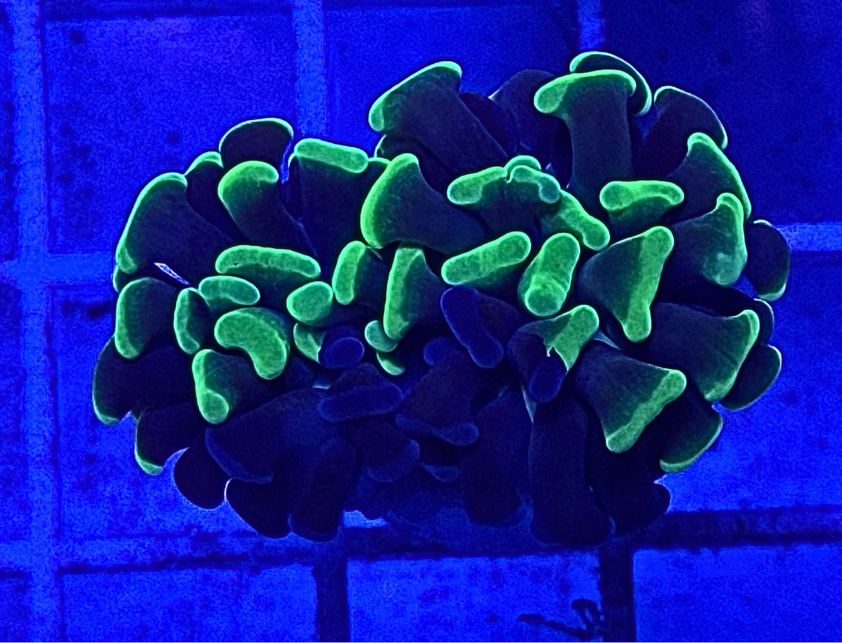 Splatter Hammer Coral