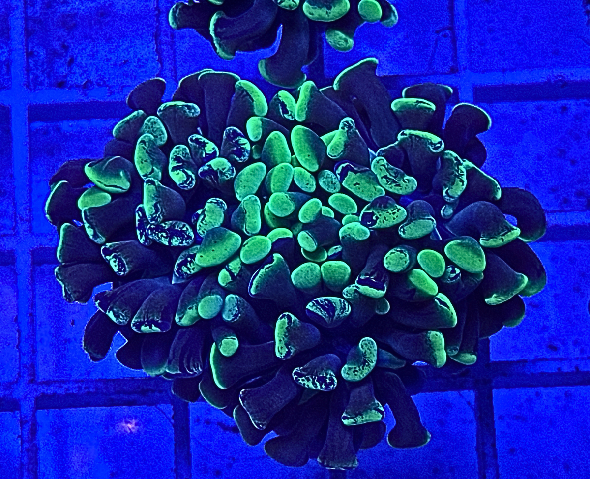 Splatter Hammer Coral