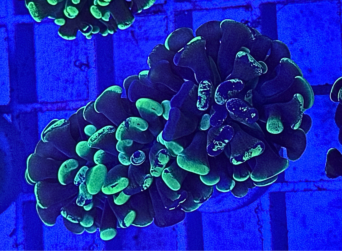 Splatter Hammer Coral