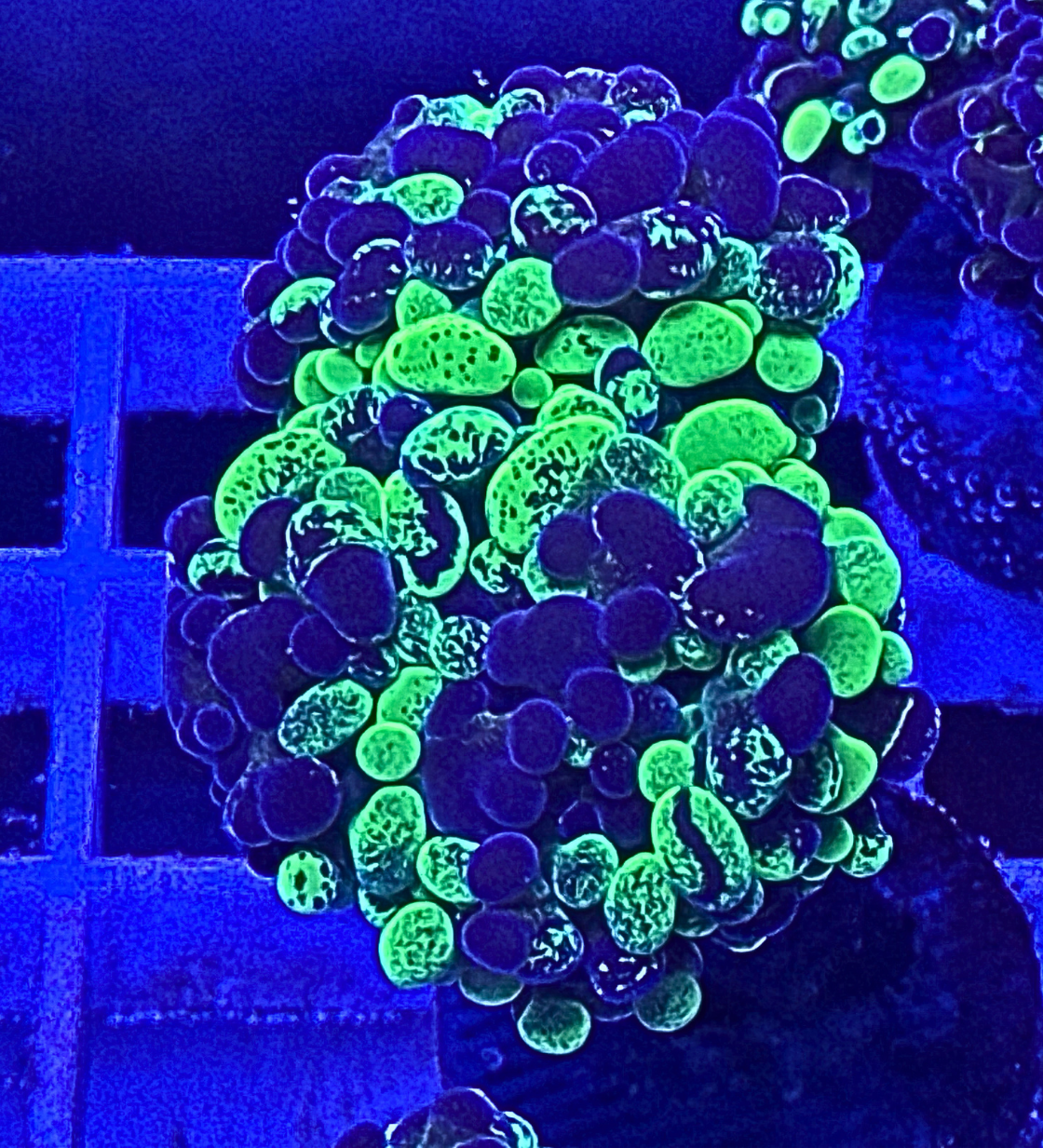 Toxic Splatter Hammer Coral