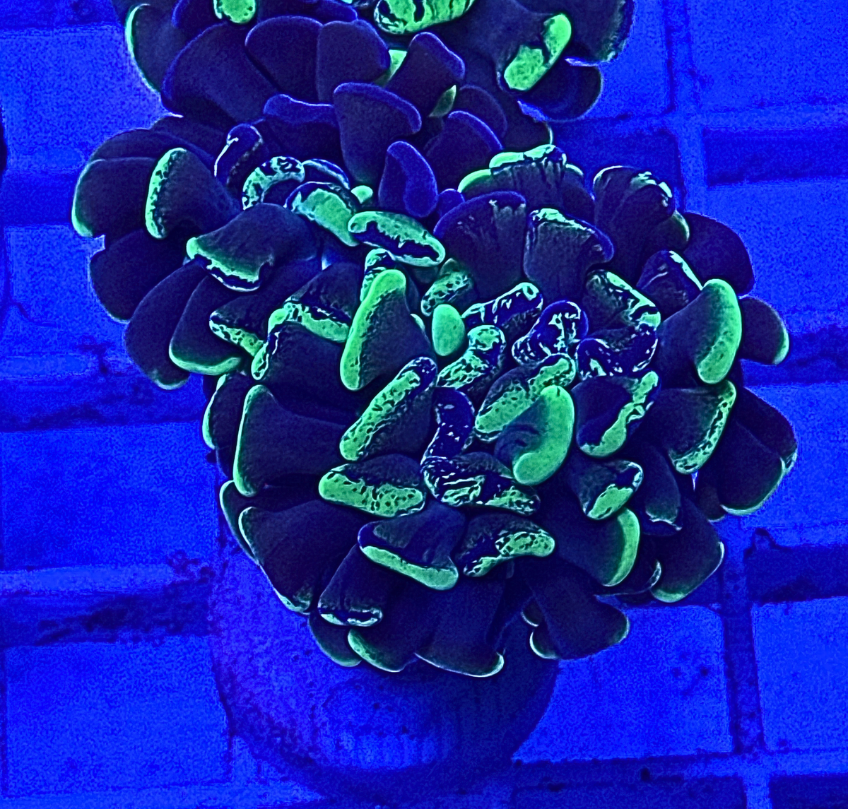 Splatter Hammer Coral