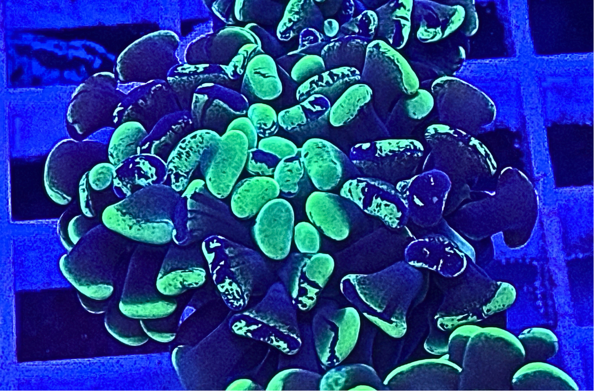 Splatter Hammer Coral