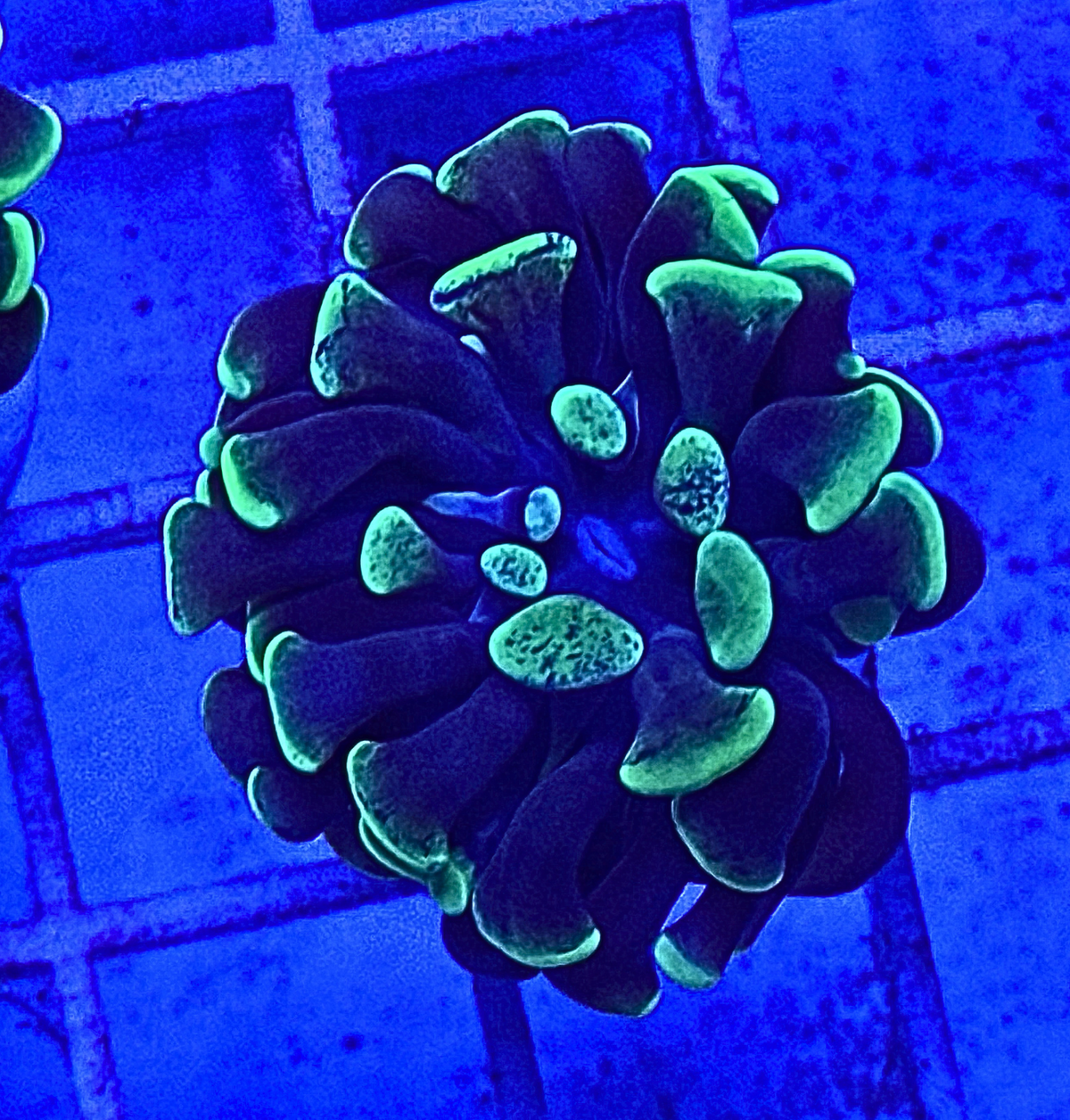 Splatter Hammer Coral