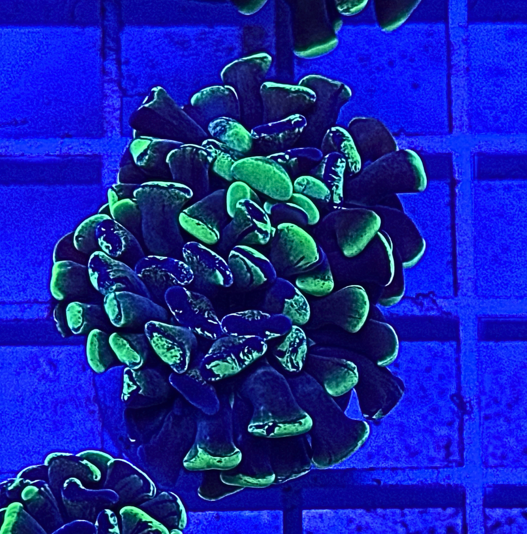 Splatter Hammer Coral
