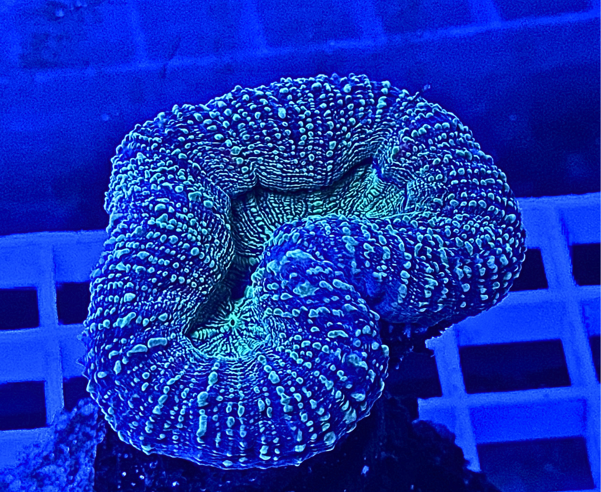 Large Lobophyllia Coral β Premium LPS Showpiece