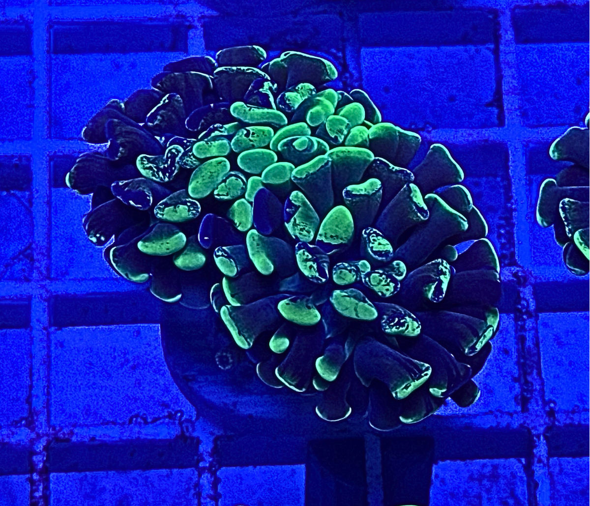Splatter Hammer Coral