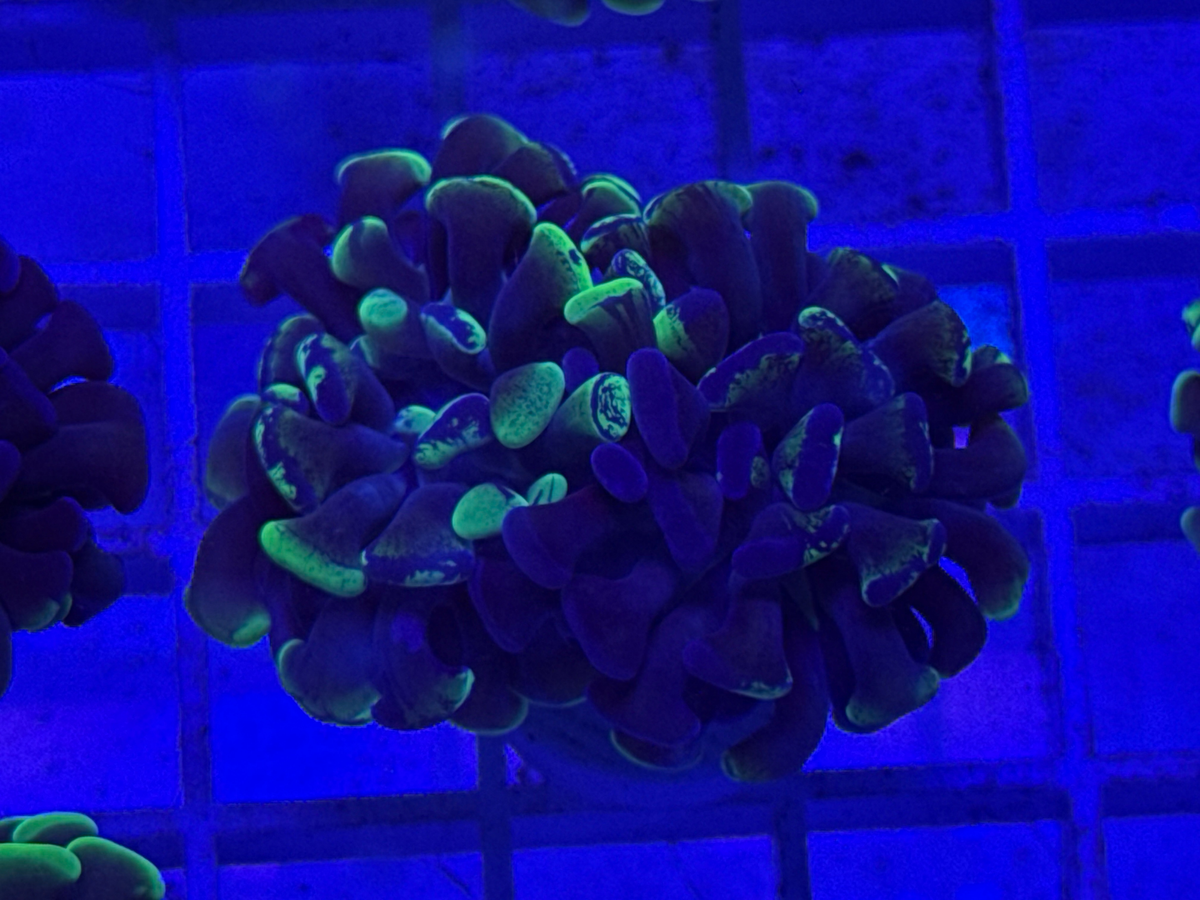 Splatter Hammer Coral