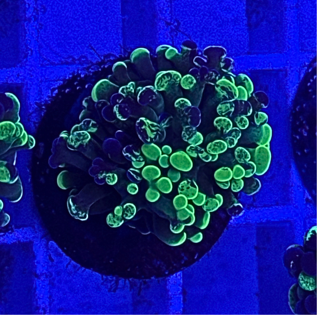 Splatter Hammer Coral