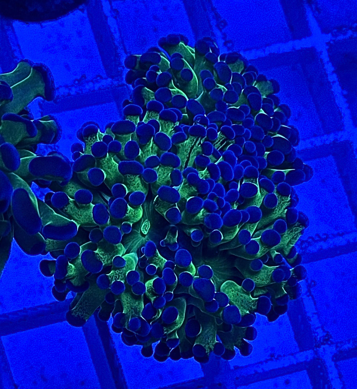 Bicolor Frammer Coral