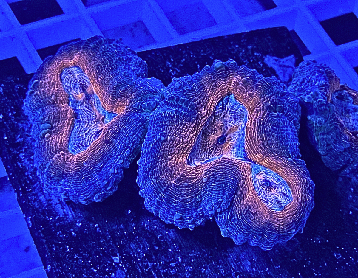 Large Lobophyllia Coral β Premium LPS Showpiece