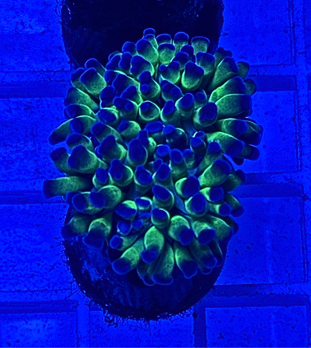 Bicolor Frammer Coral