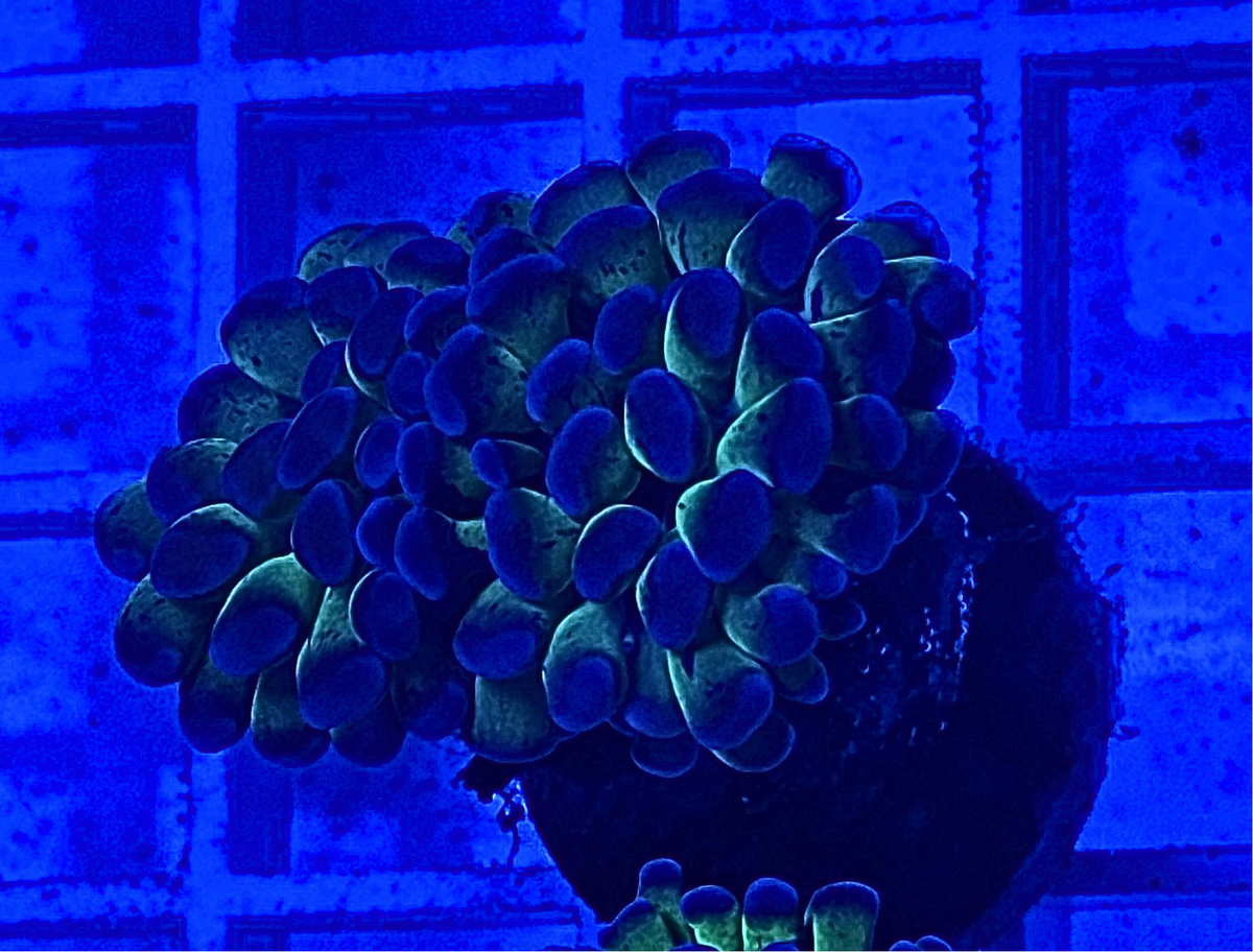 Bicolor Frammer Coral